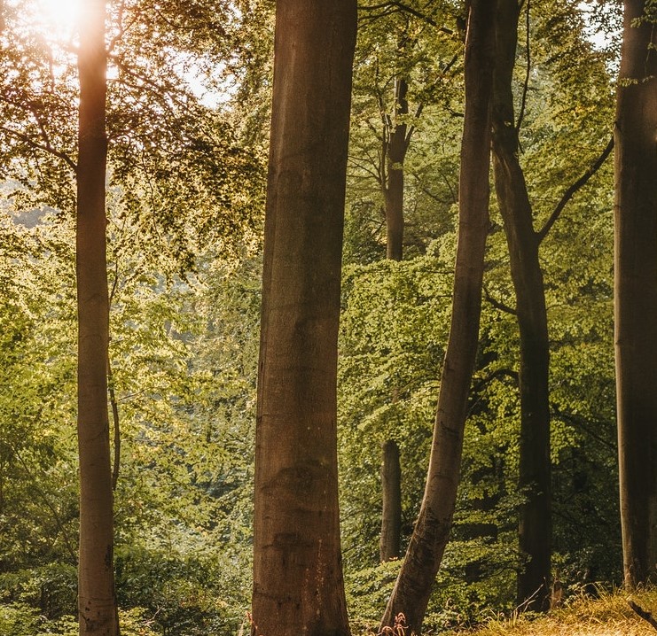 Komunikat ws. planów urządzania lasów